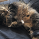So. Much. Fur.